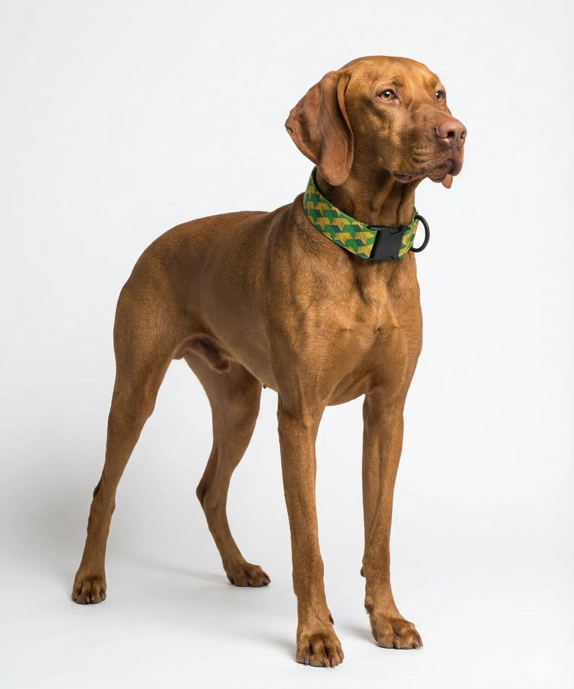 Câine purtând o zgardă Barklin cu model, fotografiat pe fundal neutru, utilizat pentru prezentarea unui card cadou digital Barklin pentru accesorii premium pentru câini.