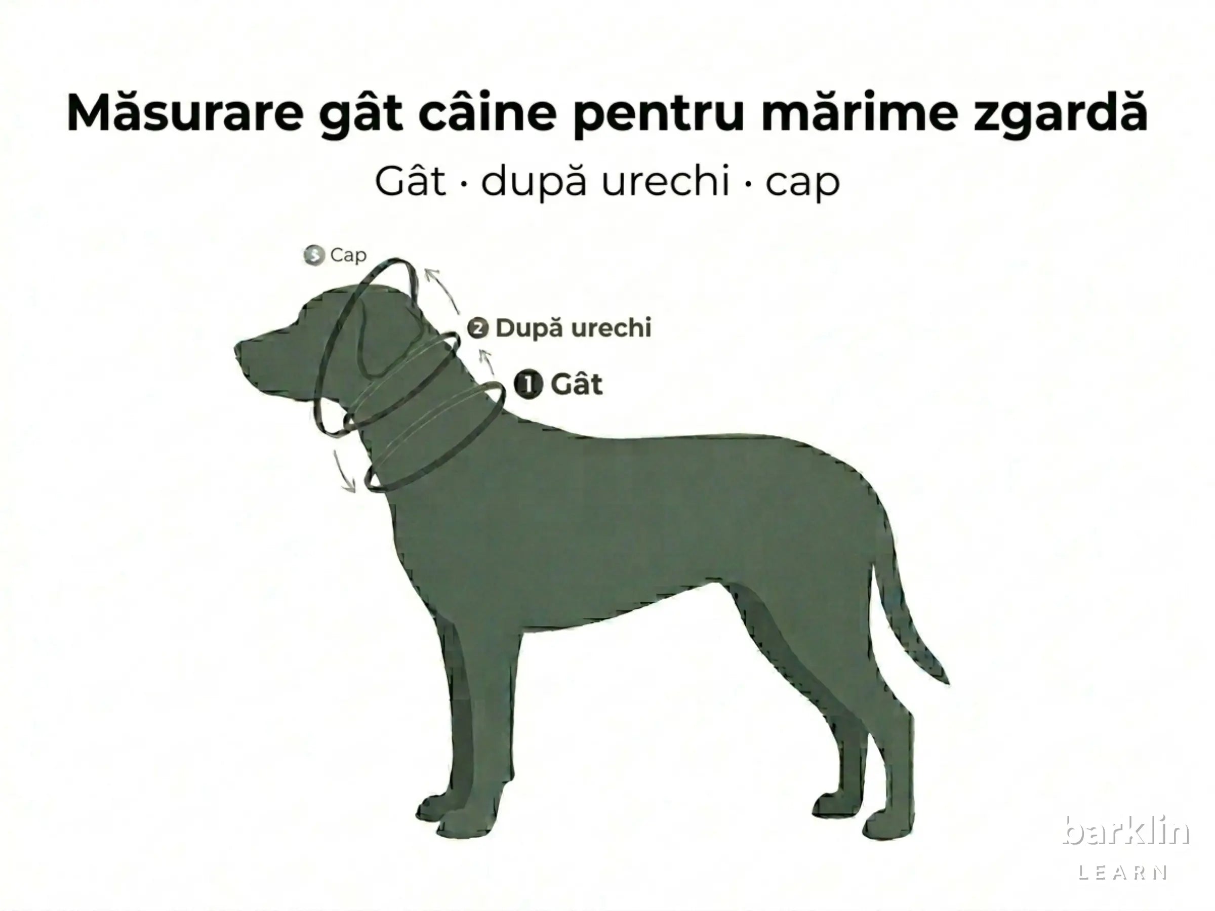 Diagramă de măsurare cu circumferința gâtului, dimensiunea în spatele urechilor și circumferința capului câinelui