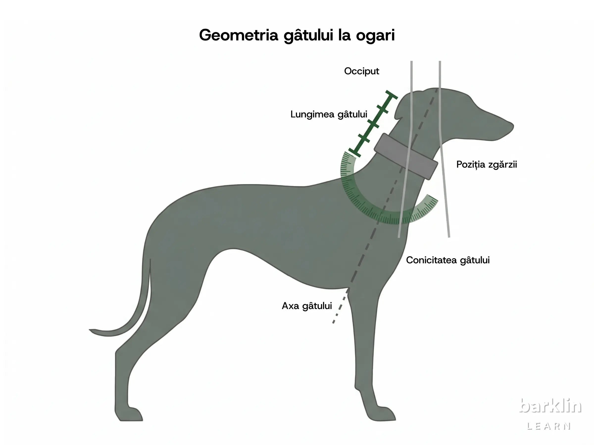 Diagramă a geometriei gâtului la ogari cu lungimea gâtului, poziția zgărzii și profil conic