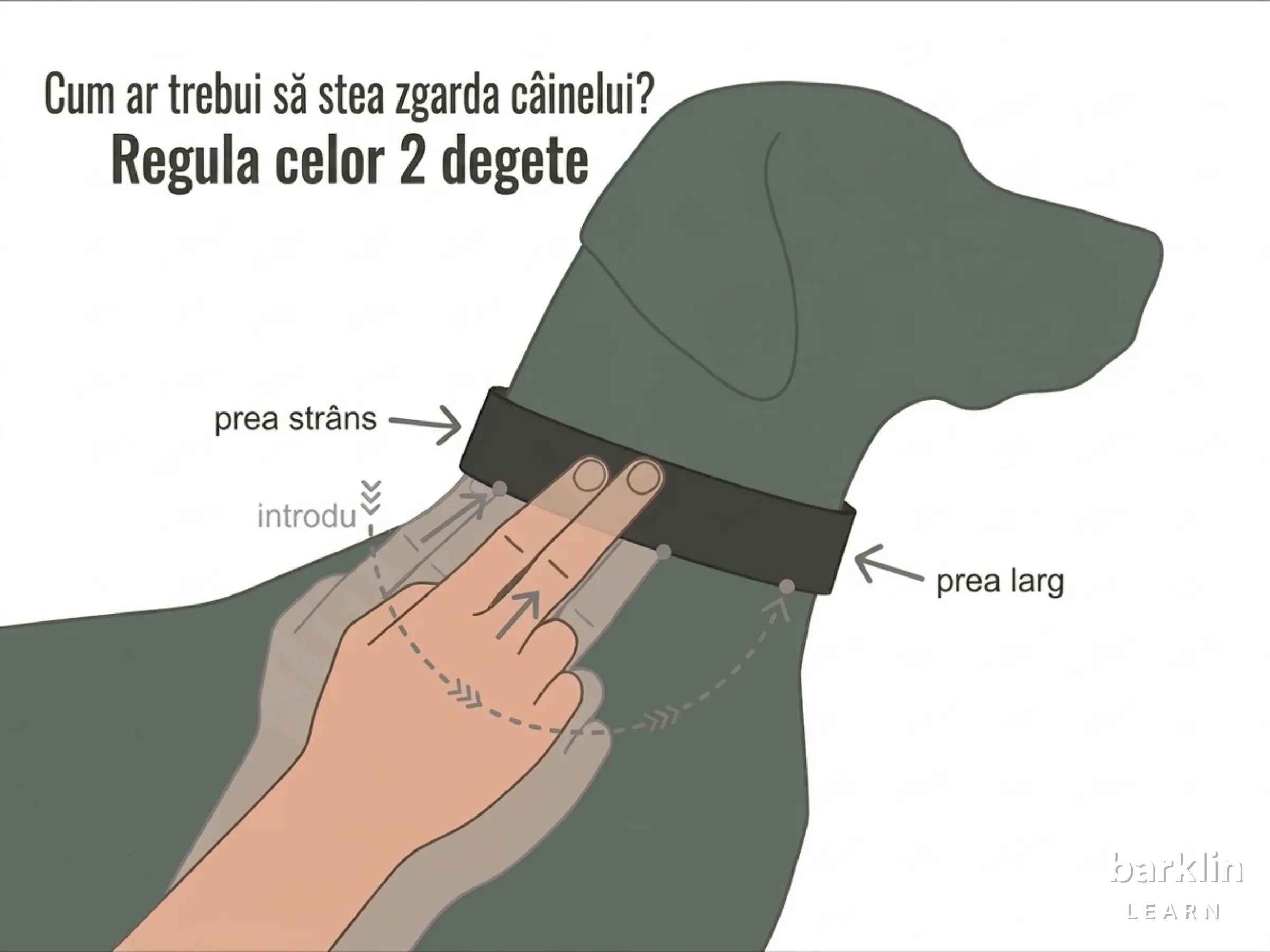 Potrivirea zgărzii pentru câini cu regula celor 2 degete: potrivire corectă, prea strâns și prea larg